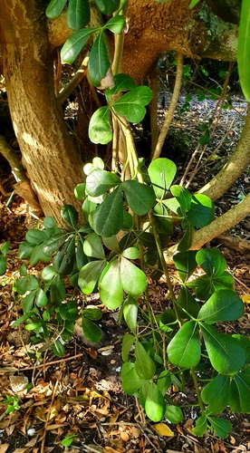 Cussonia thyrsiflora Thunb.