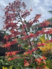 Clerodendrum paniculatum image