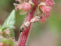 Hyalochilus ovatulus