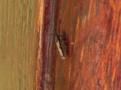 Macchiademus diplopterus