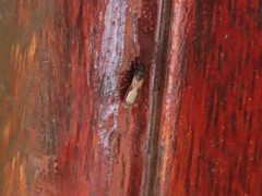 Macchiademus diplopterus