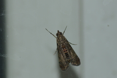Noorda
