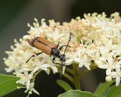 Trigonarthris atrata