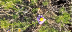 Felicia aethiopica