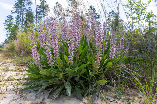 lupinus villosus