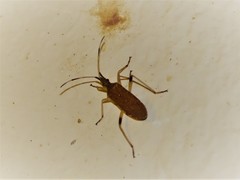 Dicranocephalus caffer