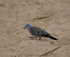 Turtur abyssinicus
