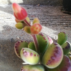 Cotyledon tomentosa