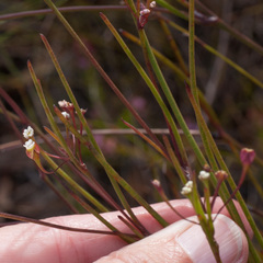 Centella macrocarpa
