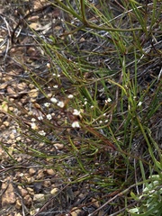 Centella macrocarpa