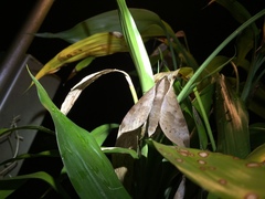 Acosmerycoides harterti