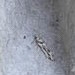 Parachronistis albiceps