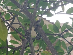 Pycnonotus aurigaster