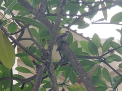 Pycnonotus aurigaster