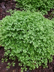 Selaginella uncinata