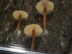 Entoloma aromaticum
