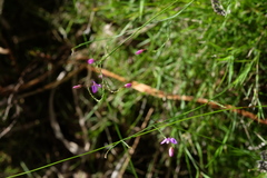 Polygala nematocaulis