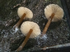 Entoloma aromaticum