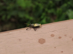 Apiomerus ochropterus