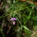 Polygala nematocaulis - Photo (c) sandy jenkin, μερικά δικαιώματα διατηρούνται (CC BY-NC), uploaded by sandy jenkin