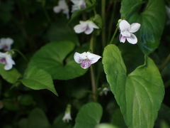 Viola arcuata