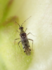 Dicyphus escalerae