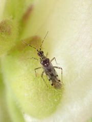 Dicyphus escalerae