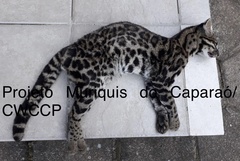 Leopardus guttulus