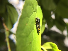 Ptosima chinensis