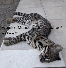 Leopardus guttulus