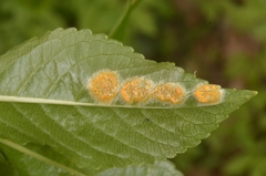 Melampsora rostrupii