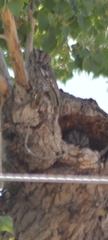 Megascops kennicottii
