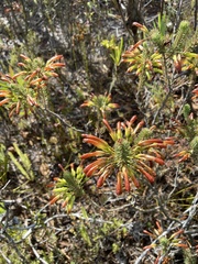 Erica thomae