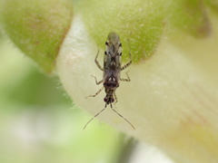 Dicyphus escalerae