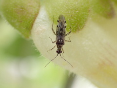 Dicyphus escalerae
