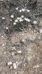 Zephyranthes brevipes