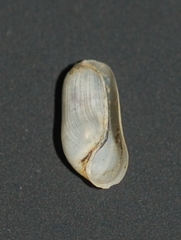 Cylichna