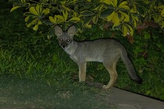 Lycalopex sechurae