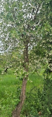 Styrax officinalis