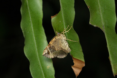 Chaetolopha incurvata