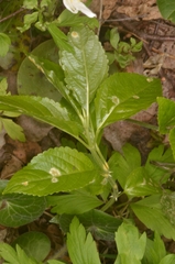 Melampsora rostrupii