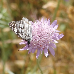 Melanargia ines
