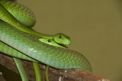 Dendroaspis angusticeps