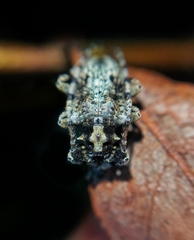 Tuberopeplus chilensis