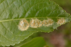 Melampsora rostrupii