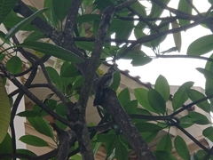 Pycnonotus aurigaster