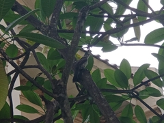 Pycnonotus aurigaster