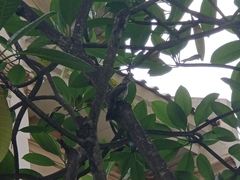 Pycnonotus aurigaster