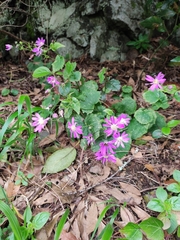 Pericallis tussilaginis image