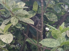 Pycnonotus aurigaster